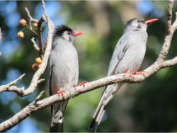 Black Bulbuls